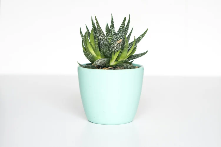 Indoor plants
